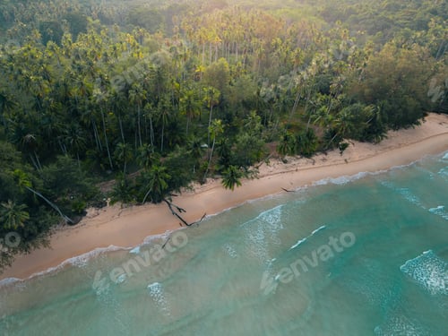 Preview: Aerial view of a pristine tropical beach and palm grove.