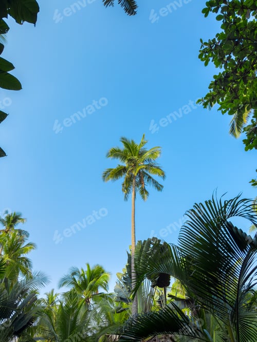 Preview: Lush green tropical palm trees and exotic foliage in a peaceful garden setting near the beach.