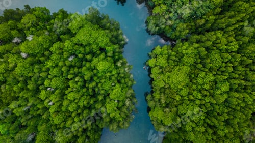 Preview: Top down perspective of dense mangrove canopy and emerald water in the Eastern Sea of Thailand.