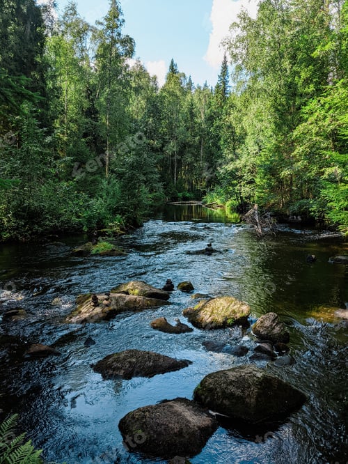 Preview: A serene river flows through a lush green forest. Large rocks are scattered in the water, surrounded
