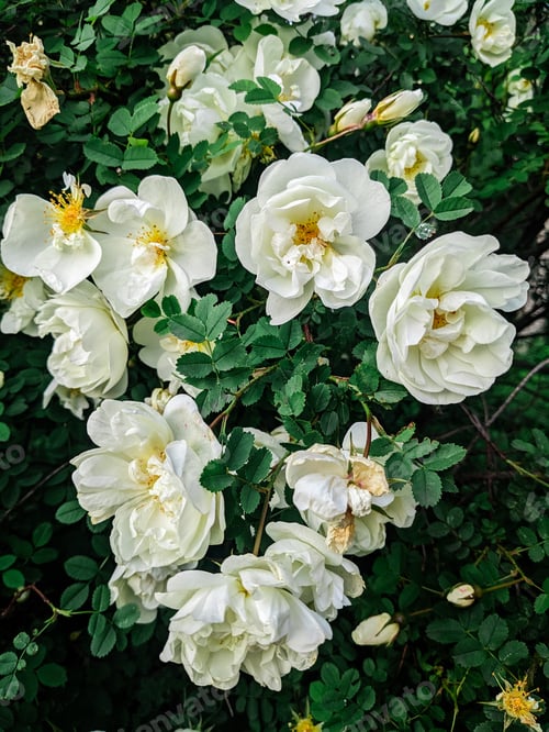 Preview: A cluster of white rose hips blooms with delicate petals and yellow centers. The lush green foliage