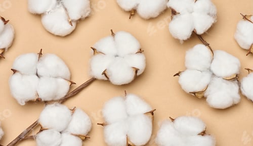 Preview: A multitude of fluffy white natural cotton bolls on dry twigs, randomly arranged on a beige backgrou