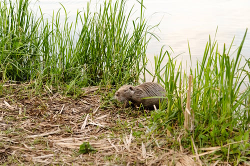 Preview: Muskrat walking near water and grass at riverbank during evening light