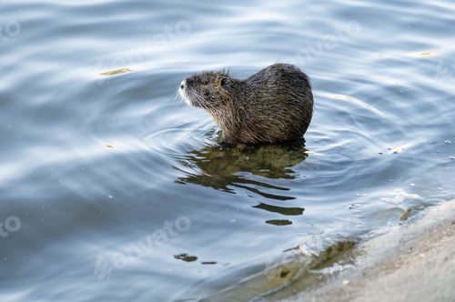 Preview: Small animal or muskrat stands on the edge of water at a lake in the afternoon sunlight