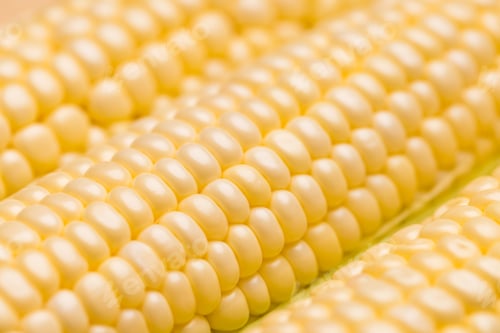 Preview: Close up of corn cob in rustic farm environment natural light