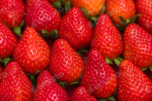 Preview: Fresh strawberries neatly arranged in box