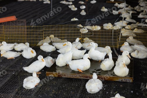 Preview: Many white ducks standing in a fenced area on a farm