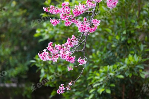 Preview: Beautiful cherry blossom tree in spring season