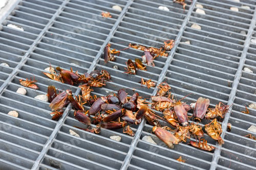 Preview: Dead Cockroaches Scattered on Drain Cover, Pest Control and Infestation Concept