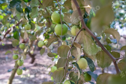 Preview: A bunch of fresh green jujubes hanging on a tree branch with lush leaves in a sunny orchard. Ideal f