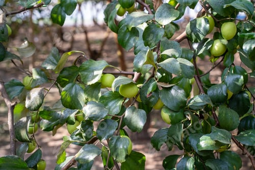 Preview: A bunch of fresh green jujubes hanging on a tree branch with lush leaves in a sunny orchard. Ideal f