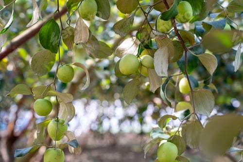 Preview: A bunch of fresh green jujubes hanging on a tree branch with lush leaves in a sunny orchard. Ideal f