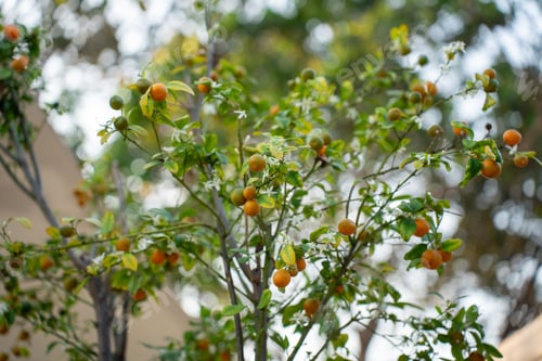 Preview: close up of fresh small orange fruits and white flowers on tree branches with beautiful bokeh. Agric