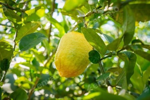 Preview: Ripe orange cocoa pod (Theobroma cacao) hanging from a tree branch with lush green leaves. Tropical
