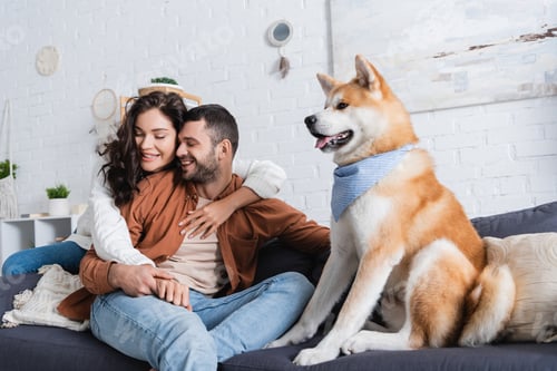 Preview: Cheerful Young Couple Hugging and Sitting on Couch Near Akita Inu Dog