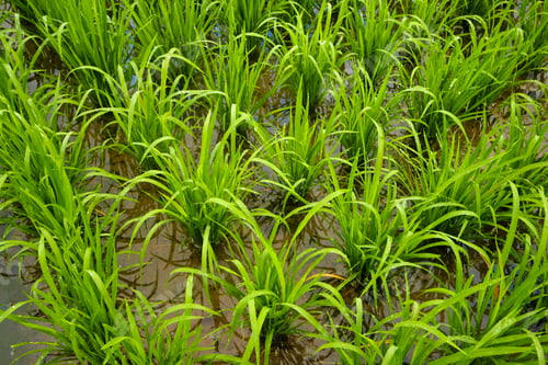 Preview: Young rice plants planted in a paddy field. Traditional Sustainable Farming Method