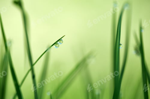 Preview: Dew Drop on the Green Grass. Beautiful Macro Nature Background
