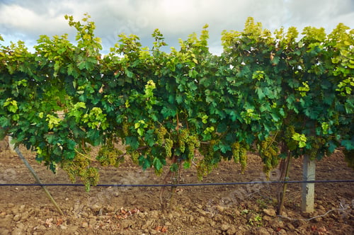 Preview: Vine Tree With Ripe White Grape Bunch in Vineyard. Grape Bush in Soil