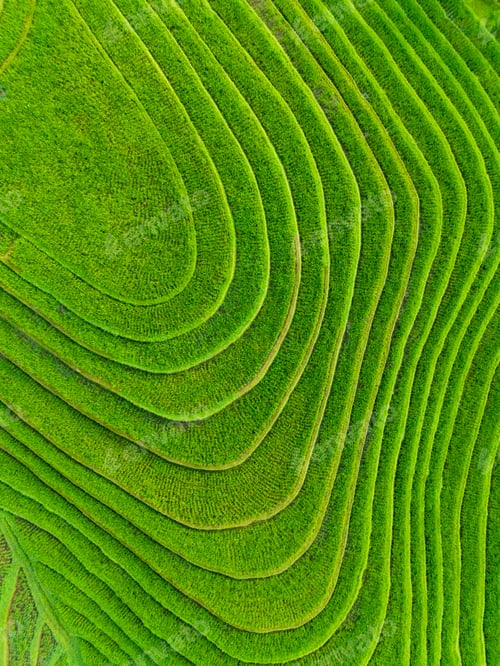 Preview: Lush Green Rice Terraces. Scenic Paddy Fields in Bali. Sustainable Agriculture in Countryside