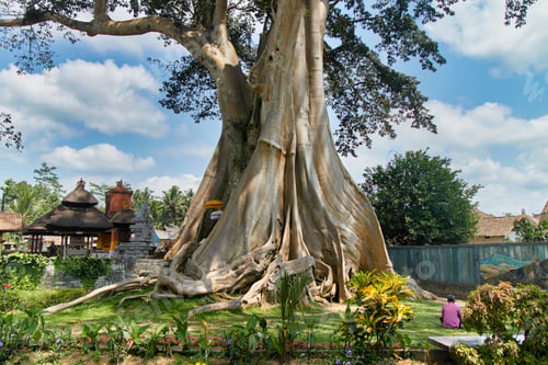 Preview: The largest sacred Banyan Tree, or Kayu Putih. An Ancient Giant Tree. A famous Eco Tourism landmark
