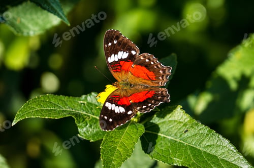 Preview: Red Butterfly on Green Leaf in Tropical Garden Macro