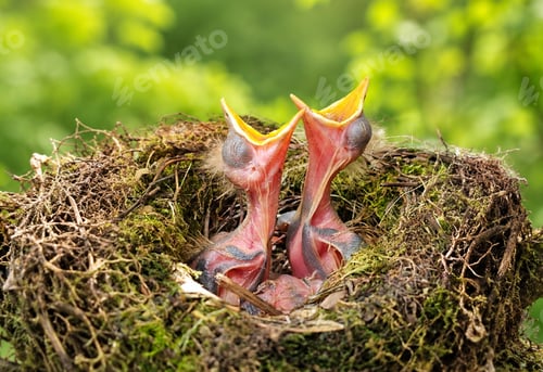 Preview: Hungry Nestlings Reaching Skyward in a Mossy Forest Nest