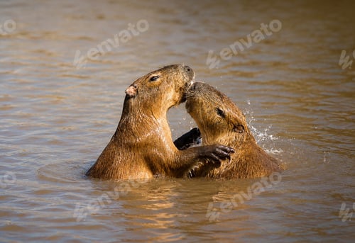 Preview: Affectionate Capybaras in Water – Wildlife Bonding Moment