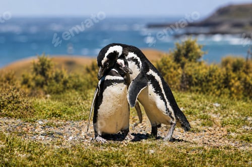 Preview: Tender Moment Between Two Magellanic Penguins by the Sea