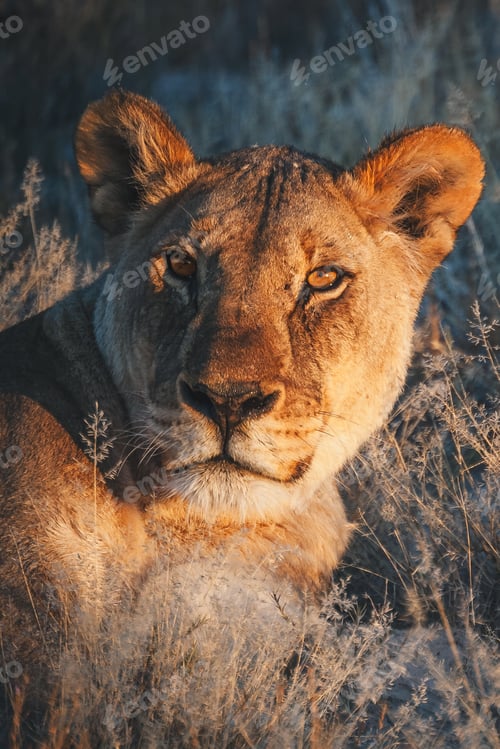 Preview: Majestic Lioness Portrait in Golden Sunset Light, Etosha National Park, Namibia