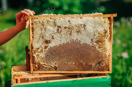 Preview: White European woman with honey frame from hive, fresh organic private apiary honeycombs.