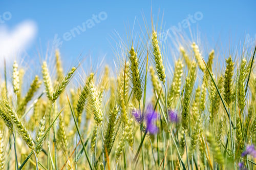 Preview: Young green ears of wheat in a sunlit field against a blue sky