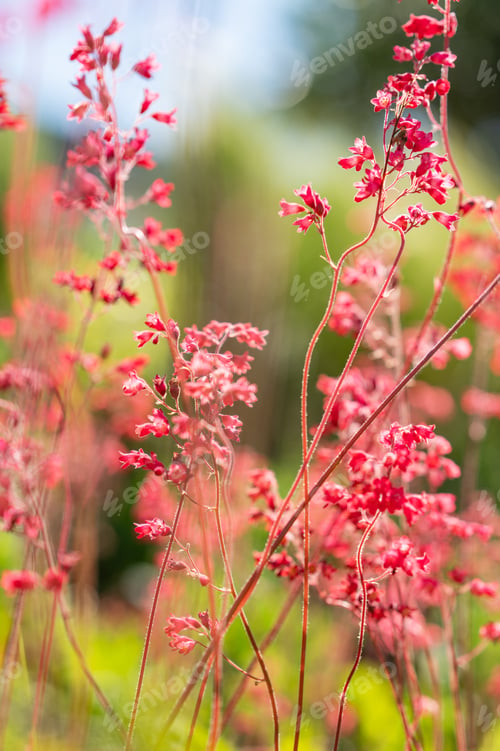 Preview: Delicate pink bell-shaped flowers sparkle in the sun, creating a dreamy bokeh effect.