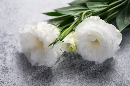 Preview: Fresh white eustomas on a gray concrete background, front view. An elegant floral arrangement.