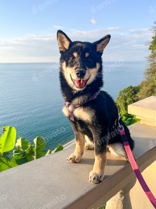 Preview: A happy Shiba Inu dog sits on a balcony overlooking the ocean and the sunset over the beach.