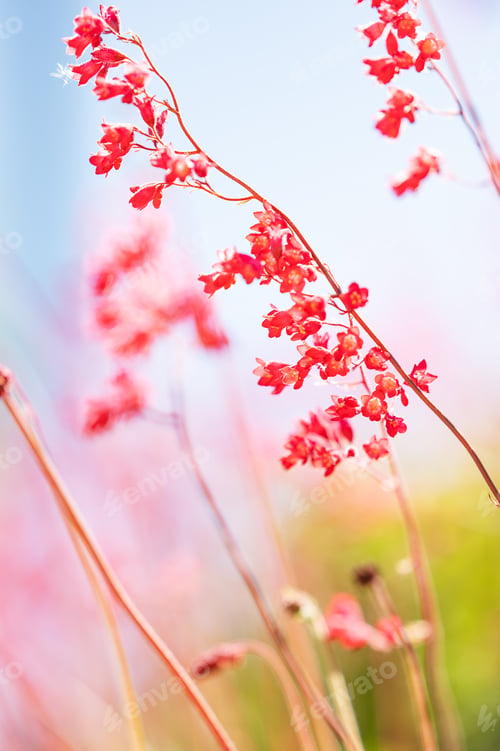Preview: Delicate pink bell-shaped flowers sparkle in the sun, creating a dreamy bokeh effect.