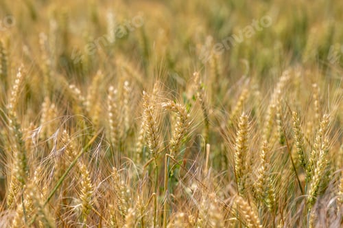 Preview: Background of golden ears of wheat on a sunlit field