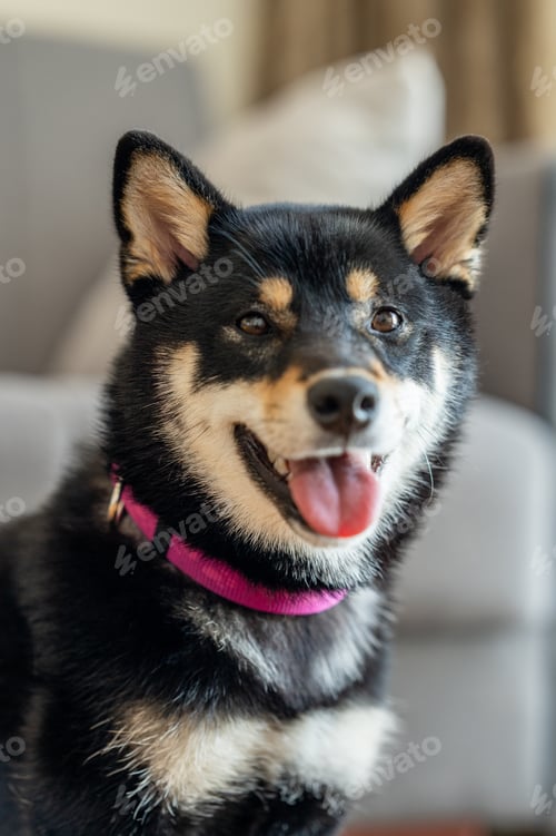 Preview: Happy Shiba Inu dog portrait with pink collar at home, cute pet close-up