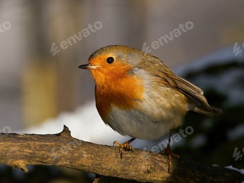 Preview: European robin (Erithacus rubecula)