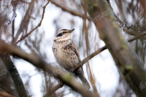 Preview: Dusky thrush (Turdus eunomus)