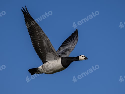 Preview: Barnacle goose (Branta leucopsis)