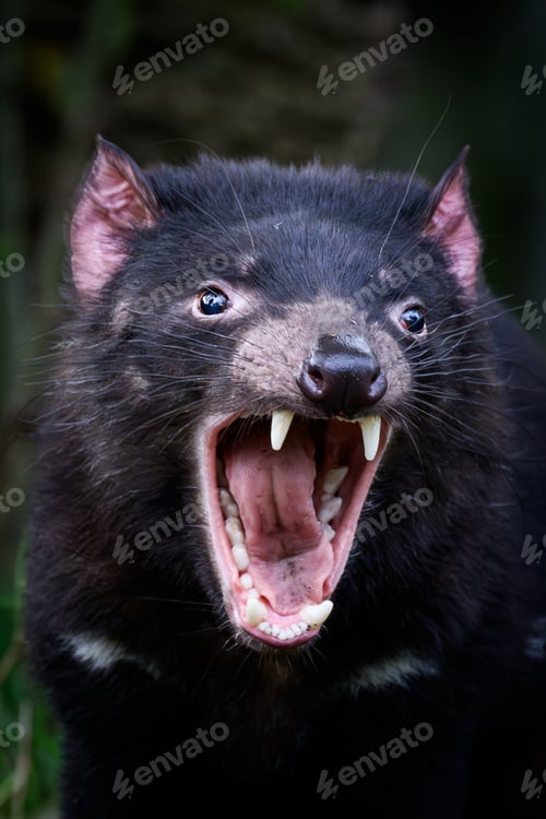 Preview: Tasmanian devil (Sarcophilus harrisii)