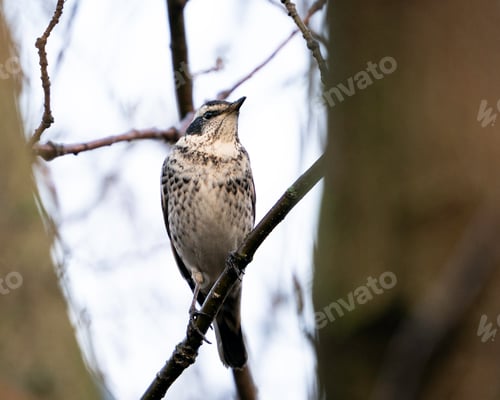 Preview: Dusky thrush (Turdus eunomus)