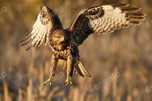 Preview: Common buzzard (Buteo buteo)