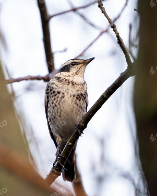 Preview: Dusky thrush (Turdus eunomus)