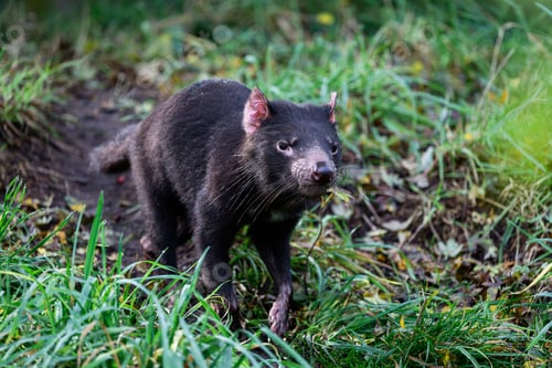 Preview: Tasmanian devil (Sarcophilus harrisii)
