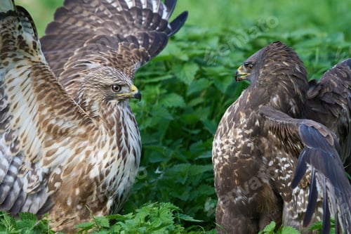 Preview: Common buzzard (Buteo buteo)