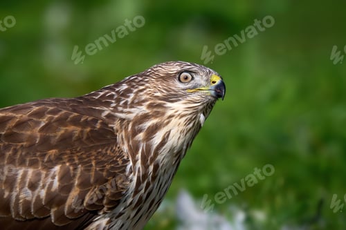 Preview: Common buzzard (Buteo buteo)