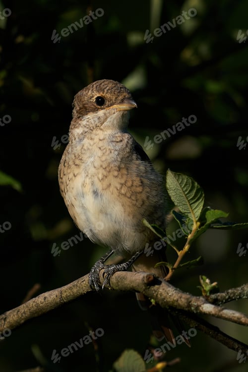 Preview: Red-backed shrike (Lanius collurio) Juvenile