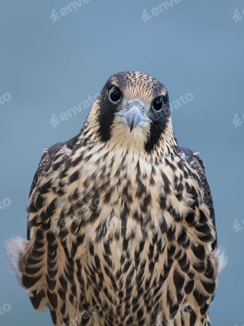 Preview: Peregrine falcon (Falco peregrinus) Juvenile