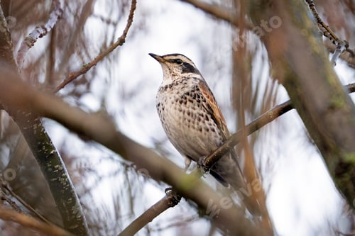Small Spotted Bird Perching on a Branch in the Wilderness